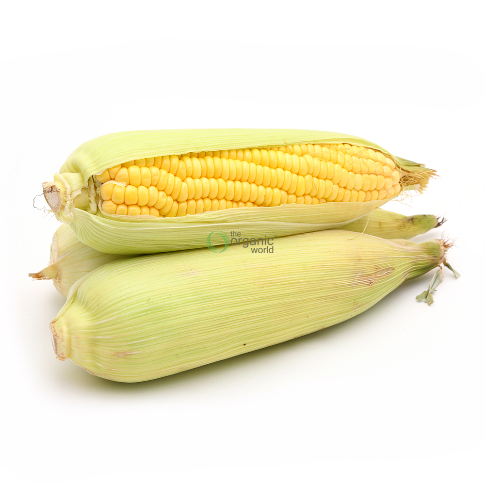 Sweet Corn 1 PCS