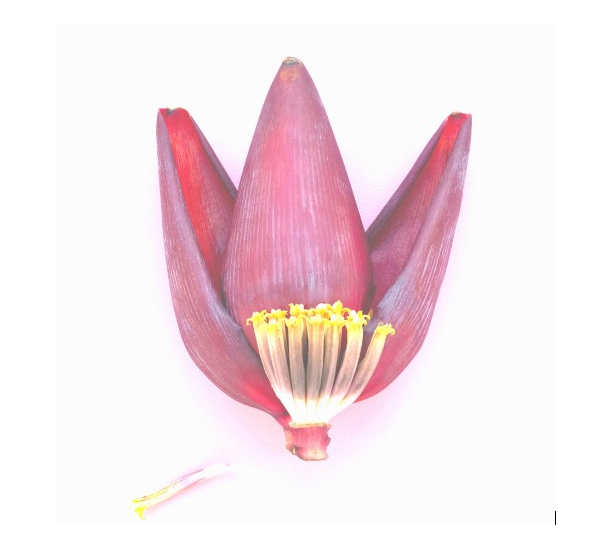 Banana Flower 1 PCS