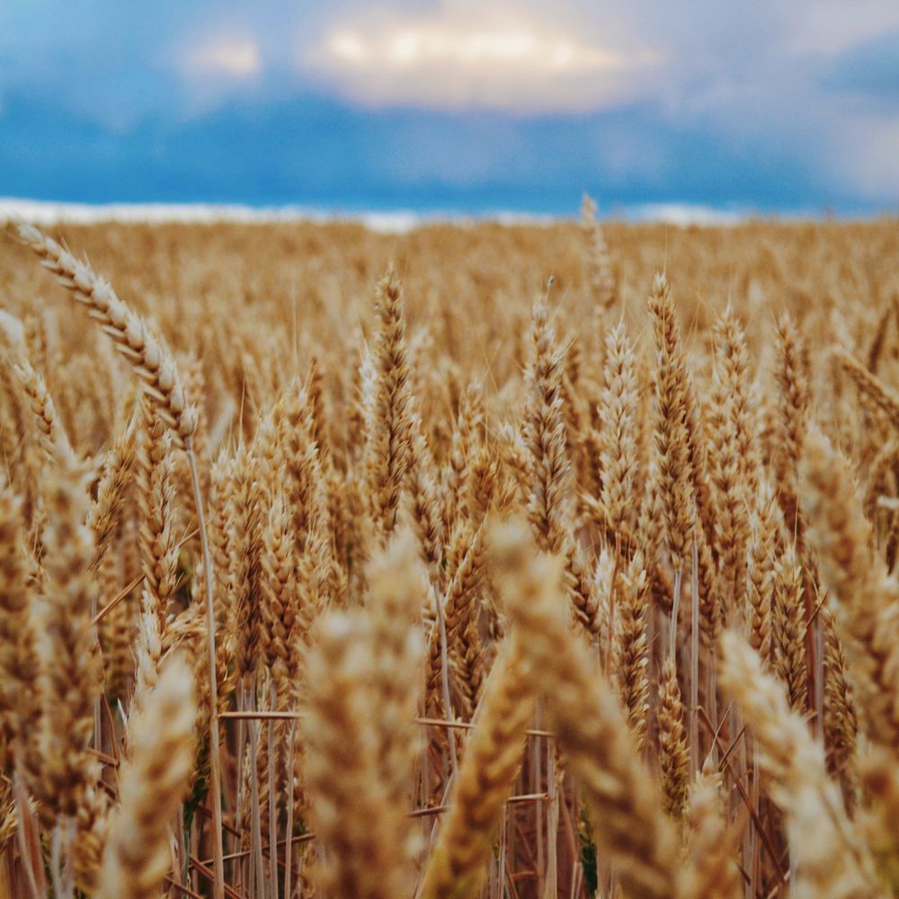 Millets