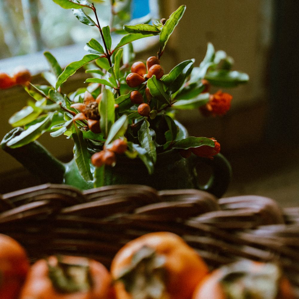 Seasonal Fruits