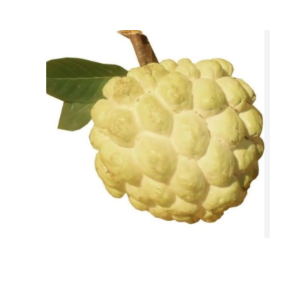 Golden Custard Apple 1 KG
