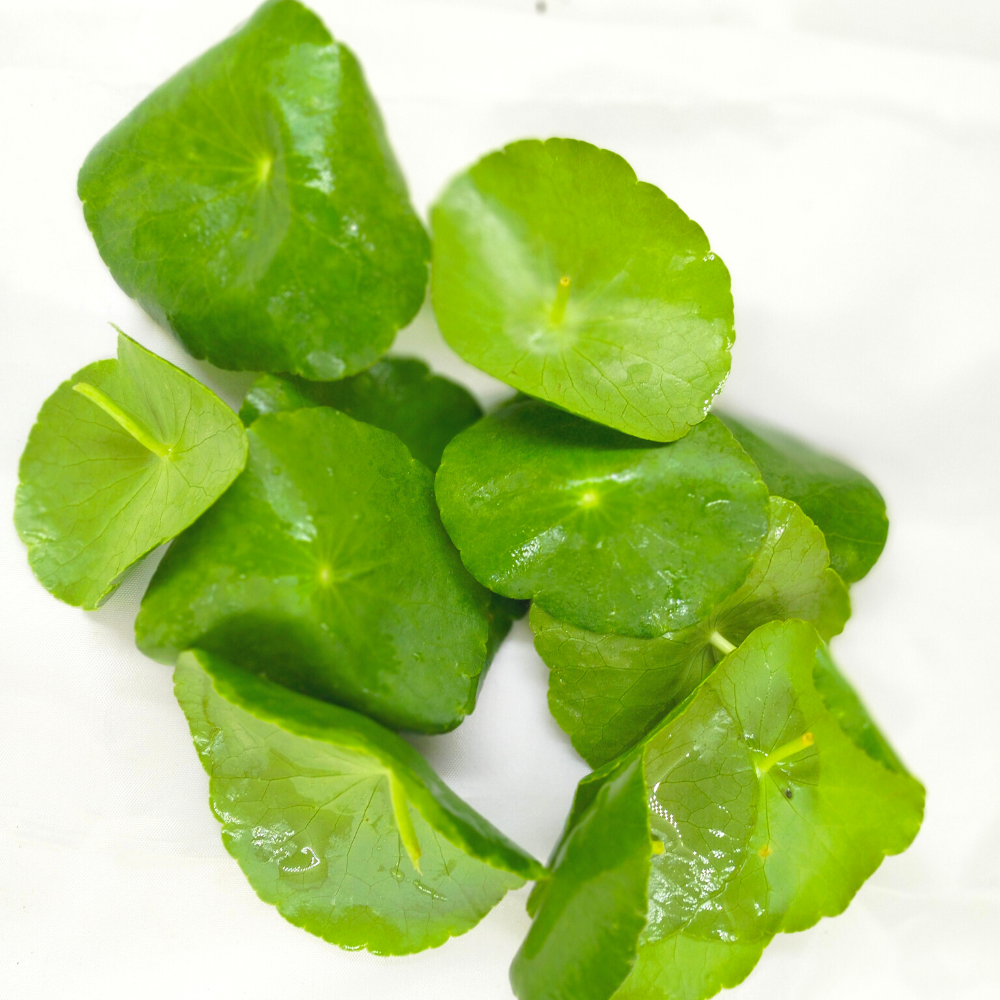 Brahmi 1 PCS