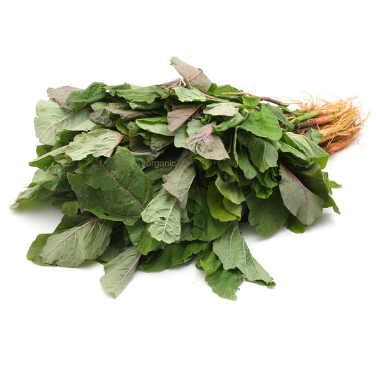 Amaranthus 1 PCS