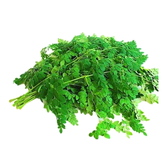 Drumstick Leaves 1 PCS
