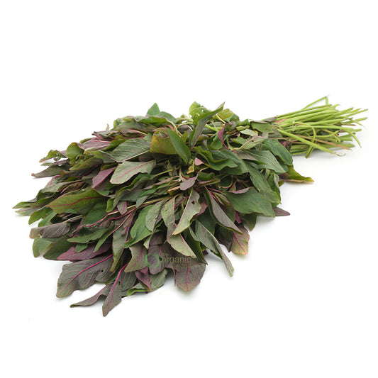 Amaranthus Red 1 PCS